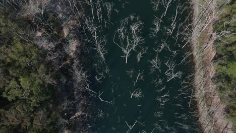 a high view following a flooded forest valley littered with dead and dying trees throughout the water