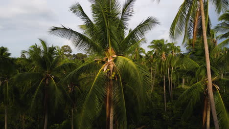 aerial drone close up palm tree in jungle natural tropical paradise