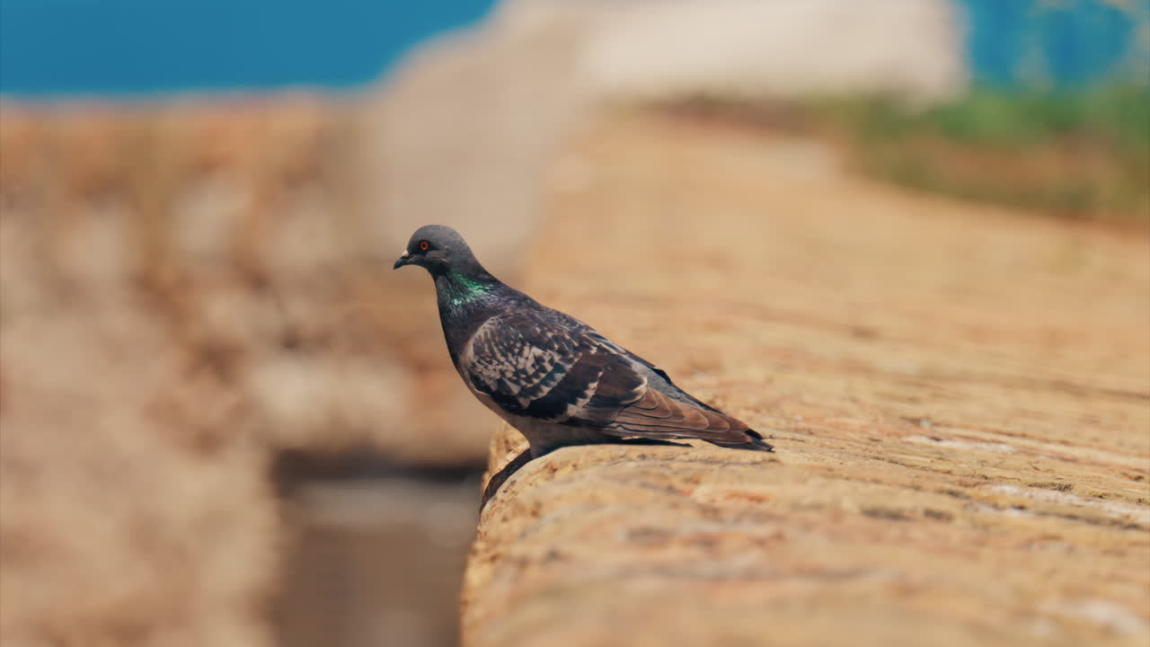Close up of a pigeon sitting at the beach