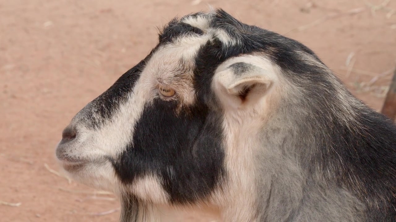 Close-up side view of a domestic goat chewing cud in an outdoor enclosure in Australia.