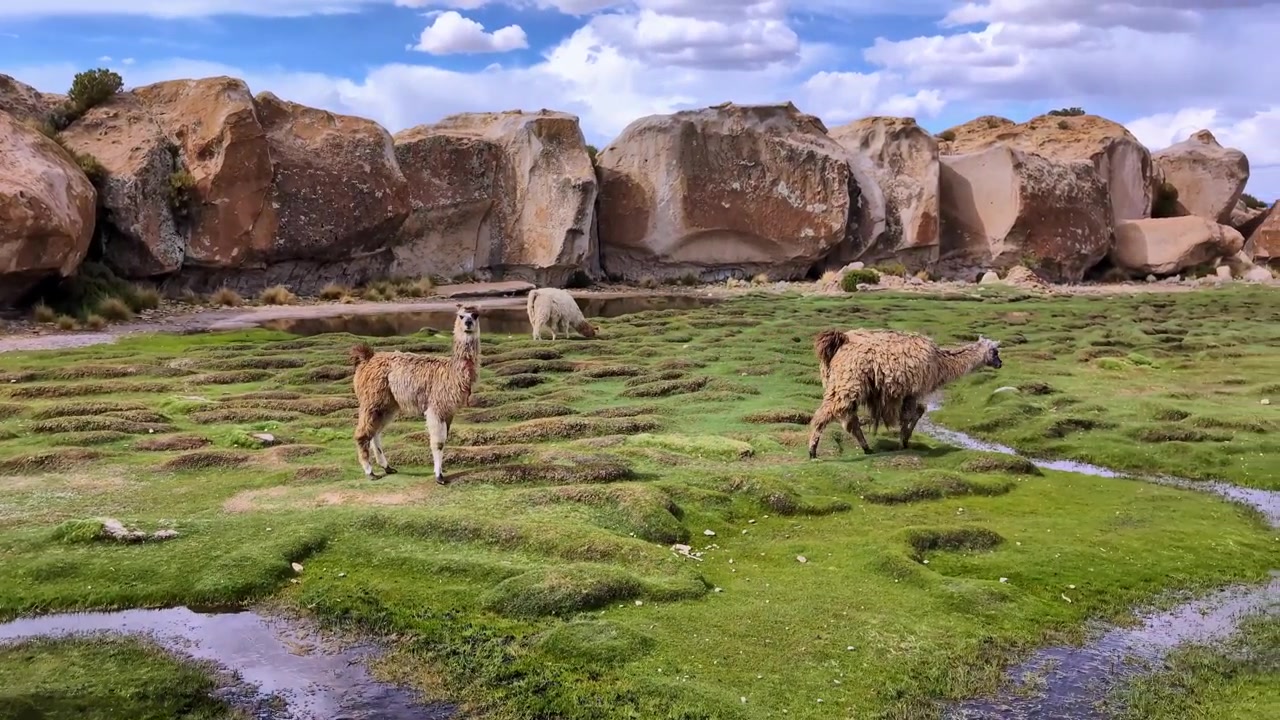 Llama berbulu lucu melompati aliran sungai di padang rumput hijau cerah di pedesaan altiplano Bolivia. Rekaman stok satwa liar Amerika Selatan dataran tinggi.