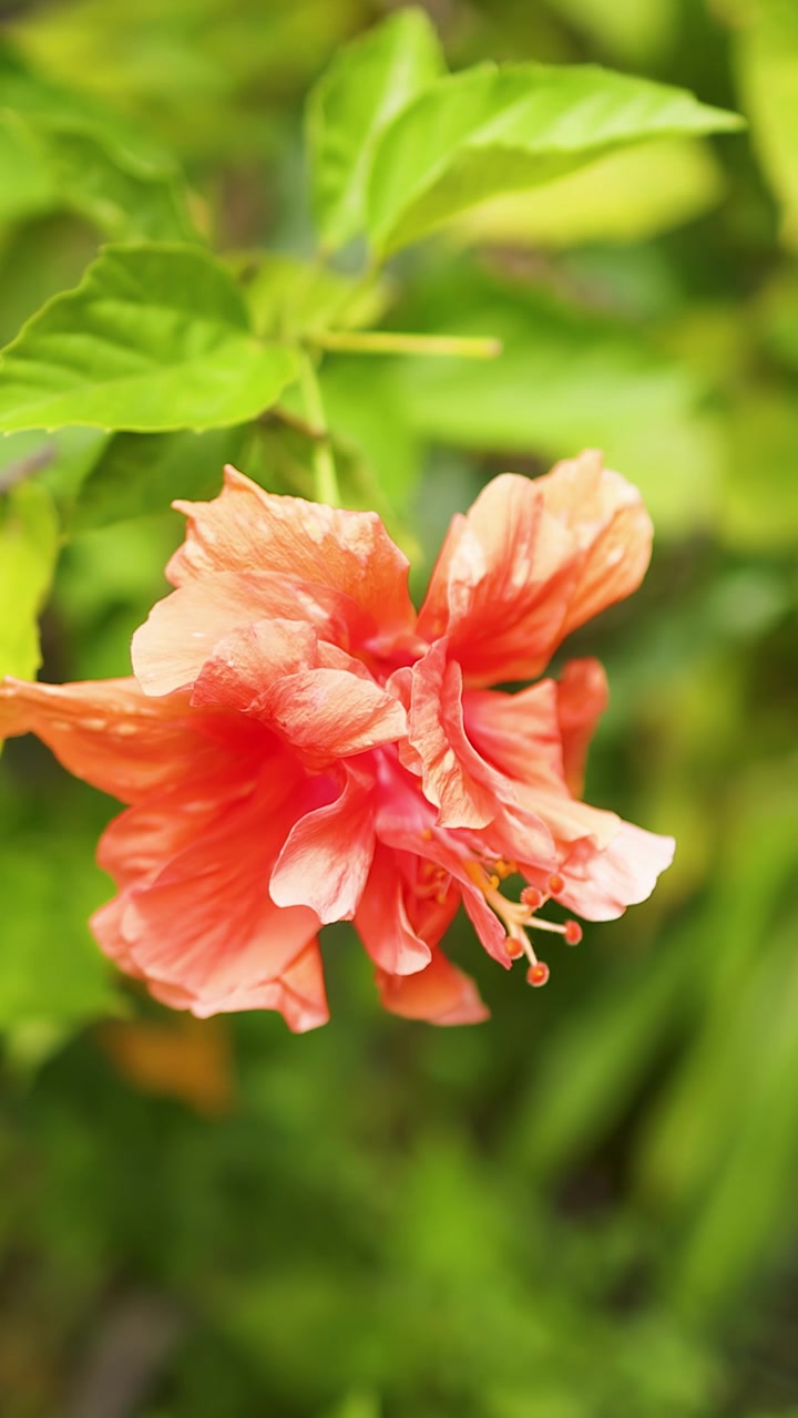 Primo piano di un ibisco rosa-sinensis arancione in fiore tra un lussureggiante fogliame verde all'aperto