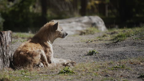 la hiana salvaje descansa cerca del bosque, donde se cortan los árboles.