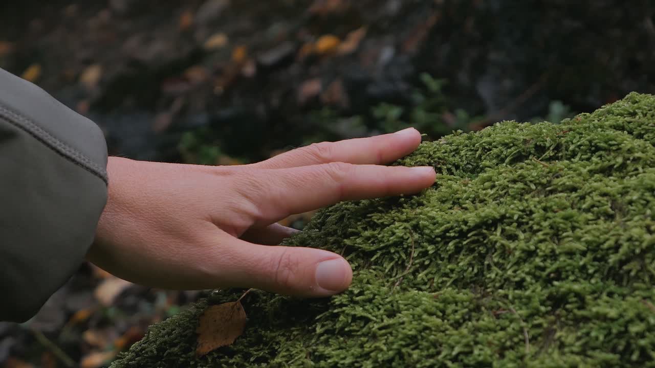 Hand touching green moss close up, carbon handprint concept
