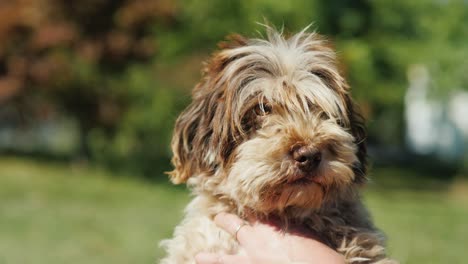 una mujer está sosteniendo un perro en las manos de una raza havanesa