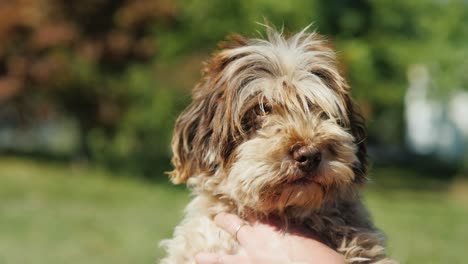 a woman is holding a dog in the hands of a havanese breed