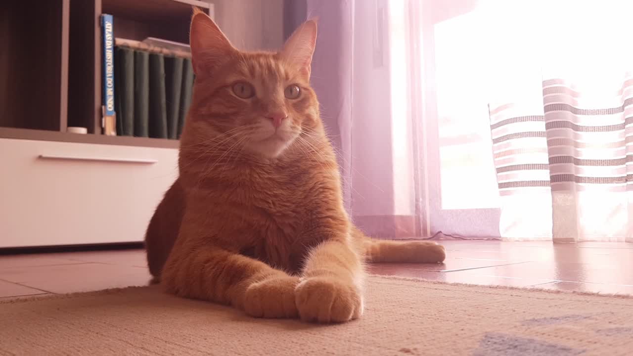 Portrait of a fluffy red tabby cat lying on the carpet on the floor and carefully following an object moving around the room with its eyes.