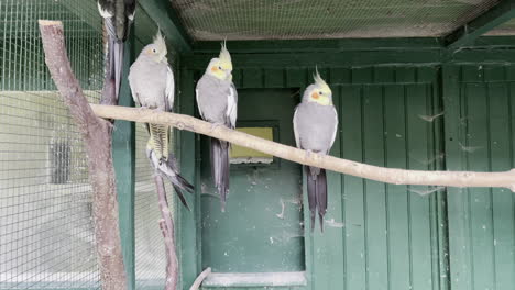 yellow cockatiels sitting side by side on branch in aviary