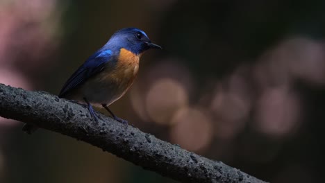 facing towards the right looking around as the camera zooms in, hill blue flycatcher cyornis whitei, male, thailand