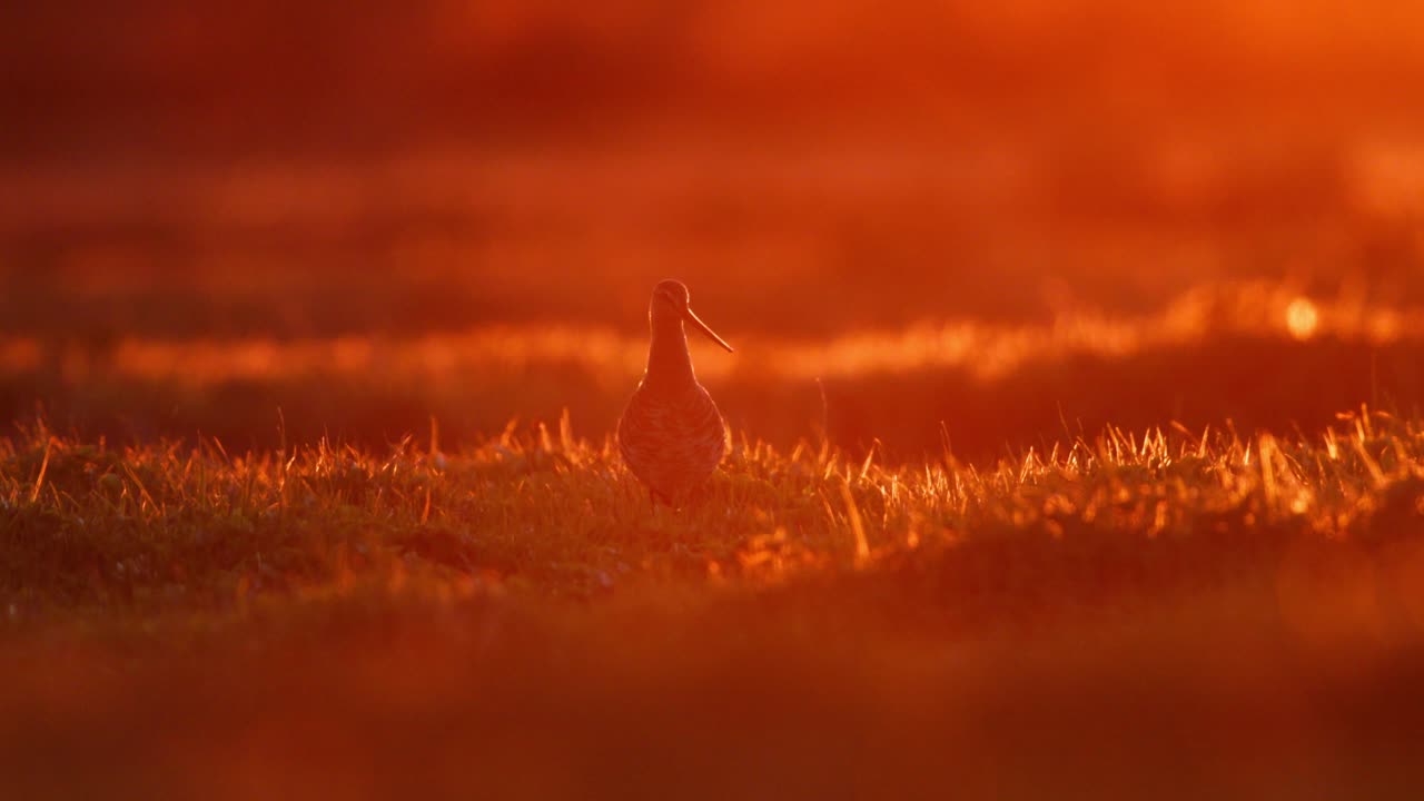 Sunrise/Sunset Sandpiper in Grassy Field