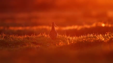 zandpiper bij zonsopgang of zonsondergang in een grasveld