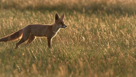 Vorsichtiger-Rotfuchs-Blickt-Angestrengt-In-Eine-Bestimmte-Richtung,-Goldene-Stunde-Auf-Grasland