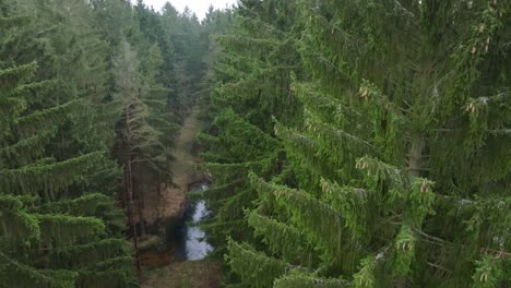 Misteriosa-Naturaleza-Del-Bosque-En-Una-Mañana-Brumosa