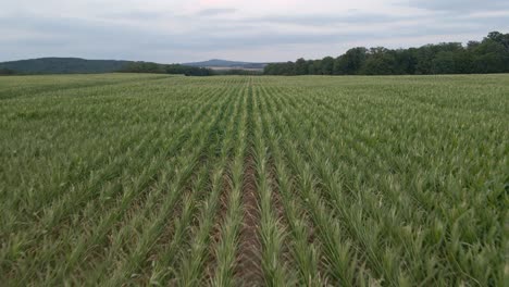 Vuelo-Bajo-De-Drones-Volando-Lentamente-Sobre-Enormes-Campos-De-Maíz-En-Alemania