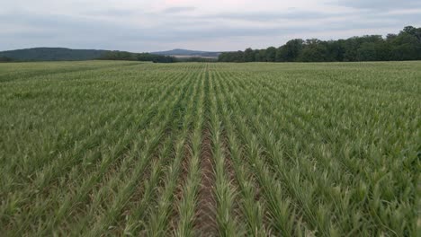 vuelo bajo de drones volando lentamente sobre enormes campos de maíz en alemania