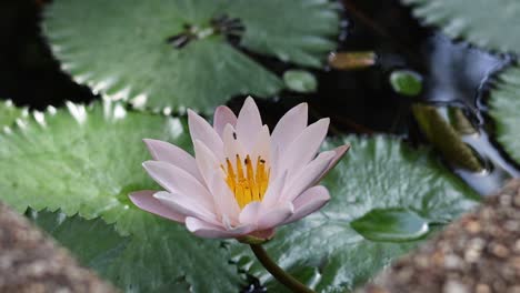 a water lily opening up over time