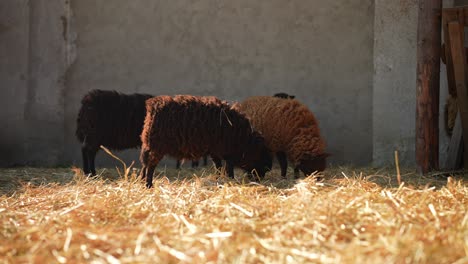 sheep eating hay in a barn