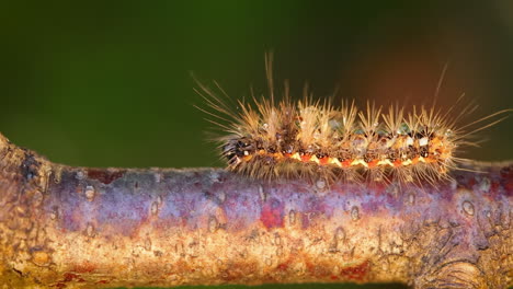 Gelbschwanzmotte-(Euproctis-Similis)-Raupe,-Goldschwanz--Oder-Schwanenmotte-(Sphrageidus-Similis)-Ist-Eine-Raupe-Aus-Der-Familie-Der-Erebidae.-Raupe-Kriecht-An-Einem-Ast-Auf-Grünem-Hintergrund-Entlang.