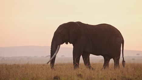 Afrikanischer-Elefantensonnenuntergang-In-Der-Masai-Mara,-Afrikanische-Wildtiersafaritiere-Im-Wunderschönen-Orangefarbenen-Sonnenaufgangshimmel,-Großes-Männchen-Mit-Großen-Stoßzähnen-In-Der-Savannenlandschaft-Beim-Gehen,-Essen,-Füttern-Und-Weiden