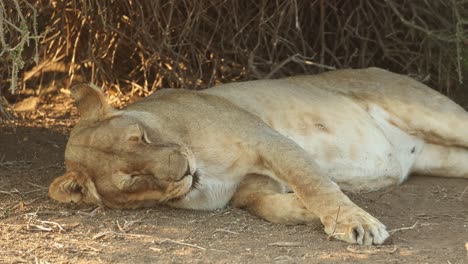 a lioness puts her head down for a nap while lying in the shade of a tree, mashatu game reserve