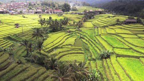 Campos-De-Arroz-En-Terrazas,-Drones-Vuelan-A-Través-Del-Valle-Natural-De-Jatiluwih,-Bali,-Indonesia