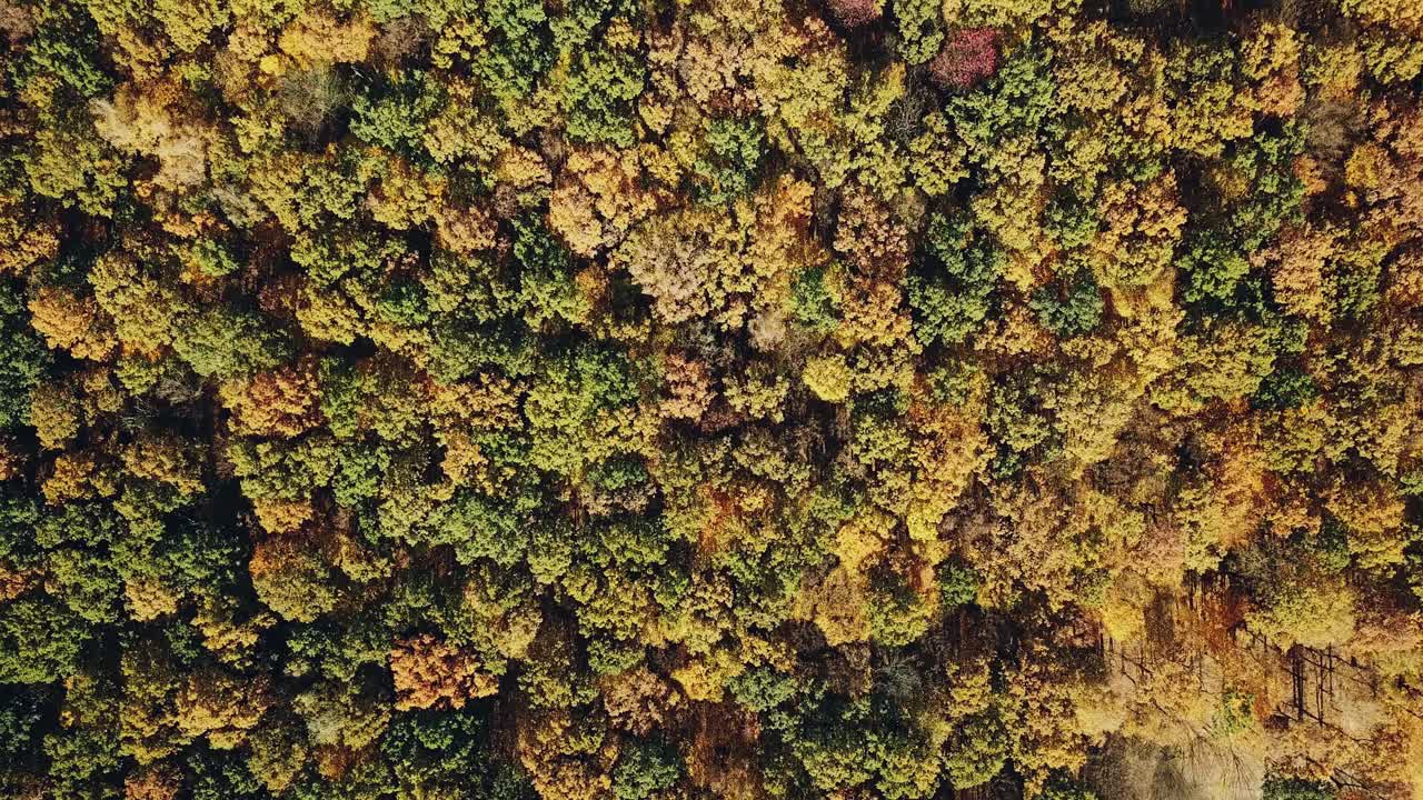 Unbelievable landscape of colorful forest in autumn from the bird's eye. Flying over a beautiful mixed forest in sunny autumn. Camera moves around.