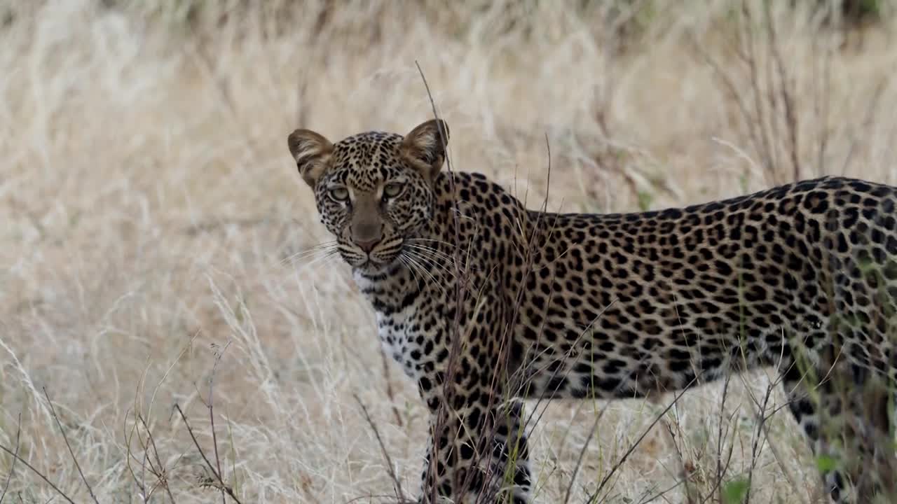 Leopard in the African Grasslands