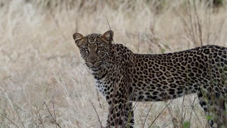 leopard in the african grasslands
