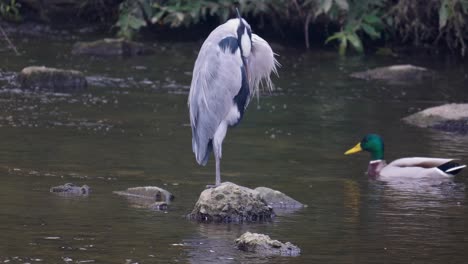 garza gris dormida sobre rocas en el río con ánade real macho nadando