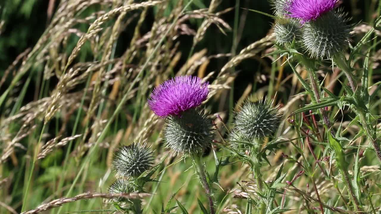 I thistle flower amongst grasses moving in a breeze