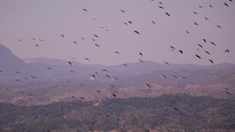 bandada de pájaros volando sobre rodas. tiro de seguimiento