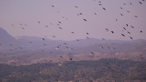 flock of birds flying over rhodes. tracking shot