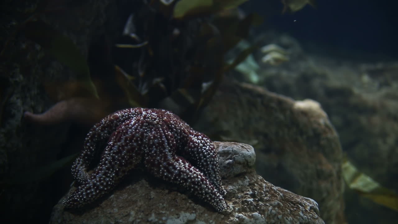 acuario de valencia 52