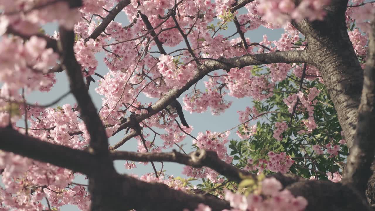 Bird takes flight from a beautiful pink Sakura tree in Japan