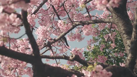 bird takes flight from a beautiful pink sakura tree in japan