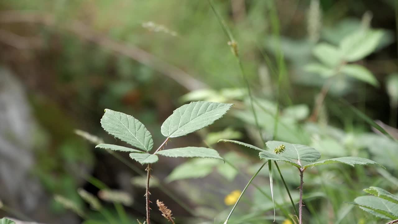 caballito del diablo cazando desde una rama con espinas en un humedal junto a un arroyo