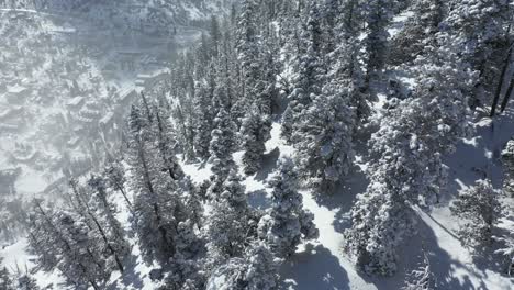 Aerial-view-of-snow-capped-conifer-forest-and-small-valley-town-in-sunny-winter-landscape