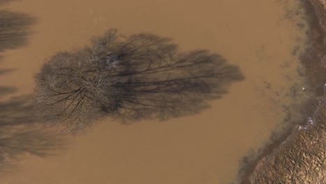 árbol-Sin-Hojas-En-Un-Prado-Pantanoso-Inundado