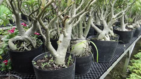 closeup of a row of potted bonsai trees