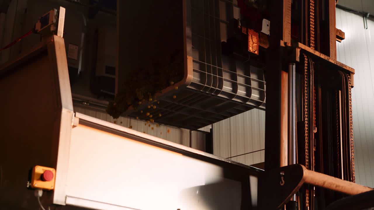 Forklift tipping grape harvest bin filled with grapes into the crusher de-stemmer