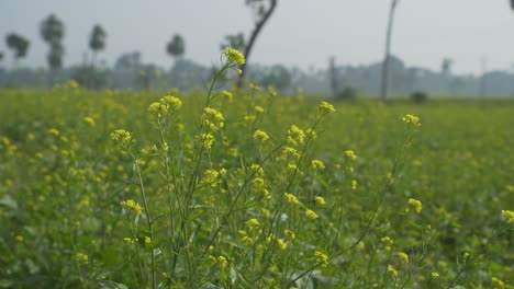 Senfblumen-Blühen-Auf-Dem-Weiten-Feld