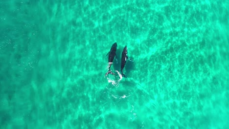 Dos-Ballenas-Jorobadas,-Una-Madre-Y-Su-Cría-Juegan-En-Las-Aguas-Cristalinas-Poco-Profundas-De-La-Bahía-De-Byron-En-Australia-3