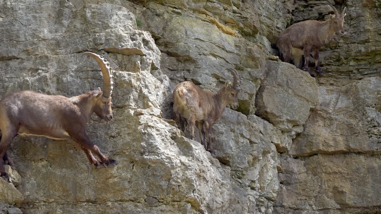 famiglia di capra ibex che si arrampicano su una ripida parete di una scogliera nelle montagne svizzere
