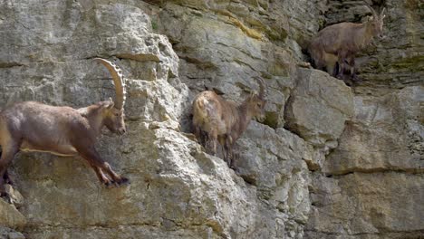 familia de cabra íbex trepando en una empinada pared de acantilado en las montañas suizas