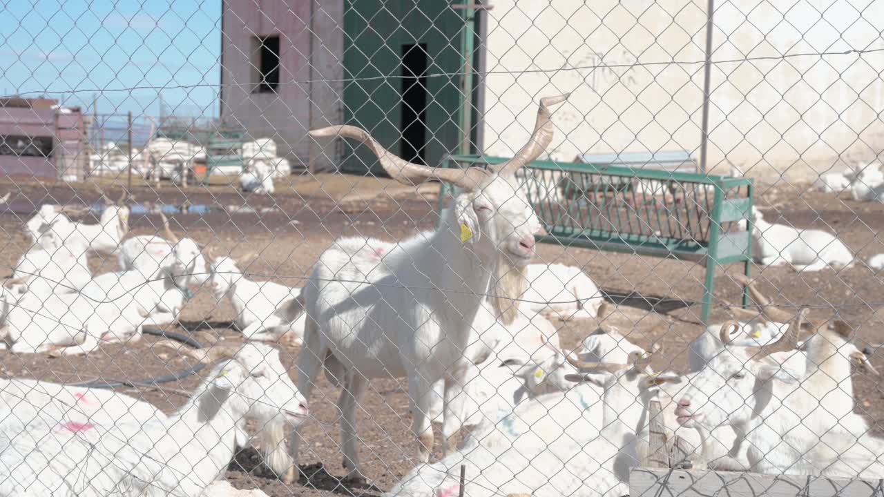 White goat with large horns looking at the camera, surrounded by the herd, on a farm with a wire fence