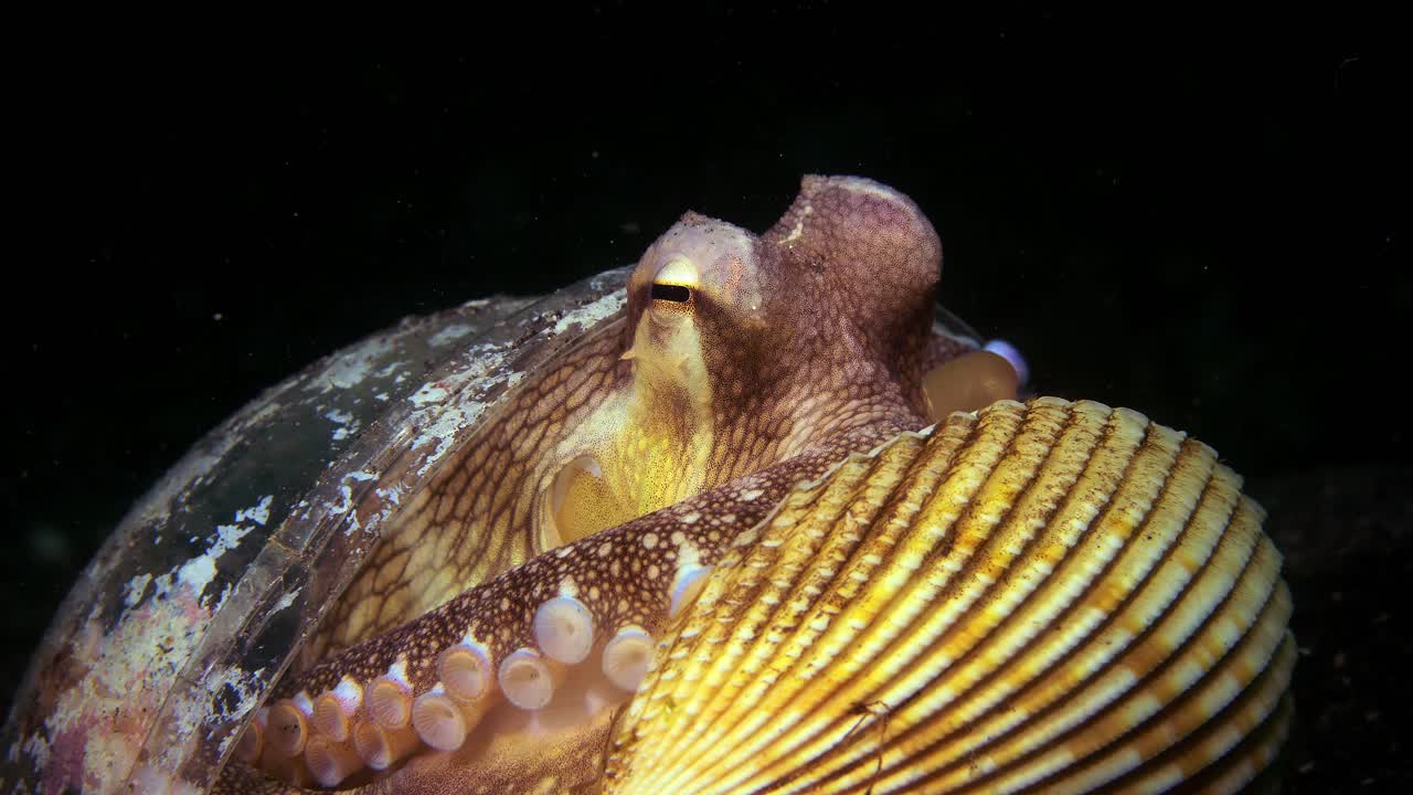 Polpo noce di cocco in un guscio/tazza di plastica che si nasconde e cammina a Lembeh, Indonesia 4k 25fps