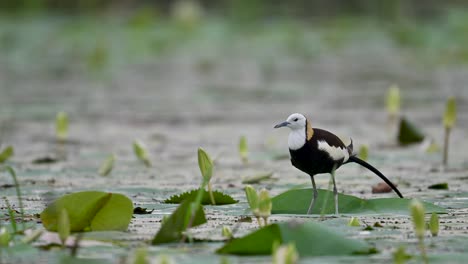 captured during calm weather, the jacana explores lily-covered water under soft clouds