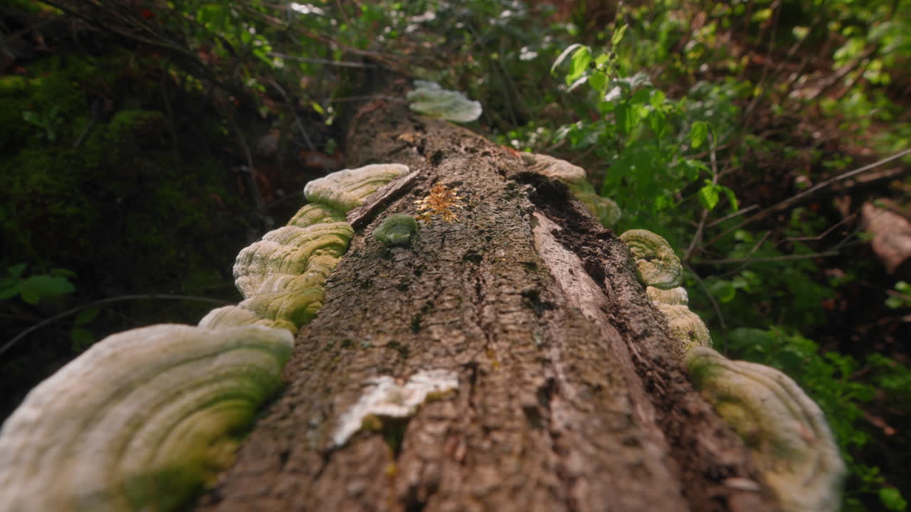 Green polypore fungi on a fallen trunk in a lush forest