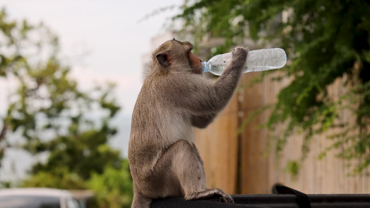 el macaco usa una botella para beber agua