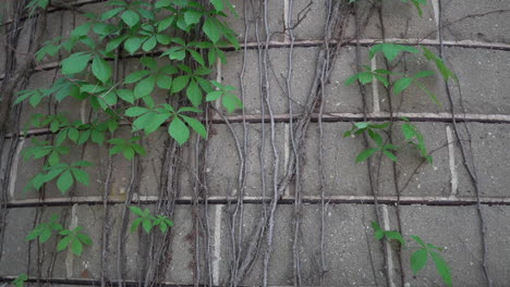 hanging-vines-on-barn-silo-stock-video-footage